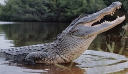 Thiệt mạng vì nhảy xuống nước khiêu khích cá sấu khổng lồ