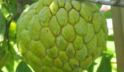 Na không hạt nặng 1kg, bà nội trợ “phát sốt”