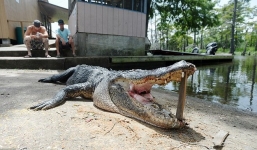 Bắn hạ cá sấu cắn chết một người đàn ông trong hồ nước