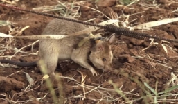 'Bật mí' về những chú chuột chuyên dò mìn