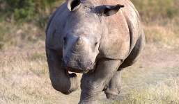 “Ngộp thở” clip tê giác lao thẳng vào nhà nhiếp ảnh