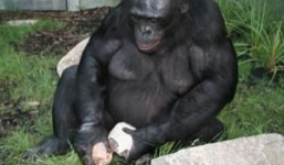 Kinh ngạc tinh tinh lùn dùng đồ đá như người tối cổ