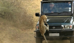 Báo đốm hung hãn tấn công du khách trong công viên