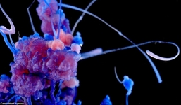 Video: Mãn nhãn với những màn phản ứng hóa học độc đáo