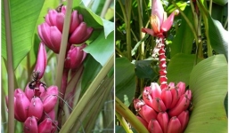 Cận cảnh chuối tím giá nửa triệu gây sốt