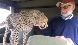 Báo hoang đột ngột nhảy vào xe của khách du lịch