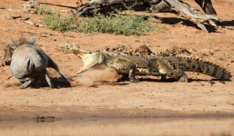 'Thót tim' lợn rừng mẹ đối đầu với cá sấu để bảo vệ con