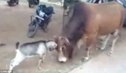 Dê tí hon đánh bại bò khổng lồ
