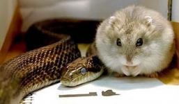 Lạ lùng rắn kết bạn và sống chung với con mồi của mình