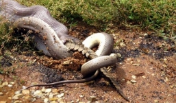 Những trận 'quyết chiến' giữa trăn Miến Điện và cá sấu châu Mỹ
