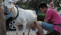 Trung Quốc: Người dân đổ xô mua sữa dê tươi ngay trên vệ đường