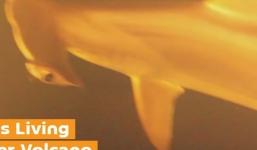 Video:Nhà khoa học sốc khi phát hiện cá mập sống trong miệng núi lửa