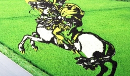 Những bức tranh độc đáo trên cánh đồng lúa ở Nhật Bản