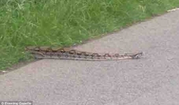 Dân làng bị sốc vì phát hiện trăn khổng lồ nằm giữa đường