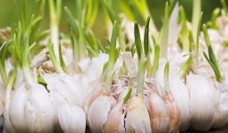 Tỏi mọc mầm -  'thần dược' tốt cho sức khỏe