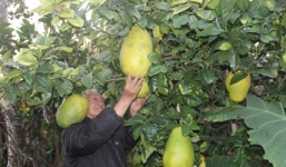 Chanh 3kg gần nửa triệu, chuối nặng 2kg hút bà nội trợ Việt