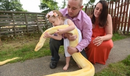 Gia đình nuôi 19 con trăn làm thú cưng