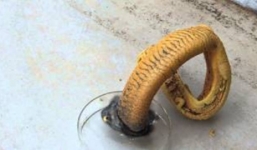 [Video khoa học] Các phản ứng kỳ lạ nhất trong thế giới hóa học