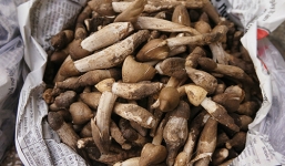 Nấm 'trời cho' 1 triệu/kg, bà nội trợ Việt săn lùng