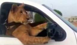 Sư tử thắt dây an toàn ngồi ô tô dạo phố tại Ả Rập