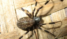 Video: Khám phá 8 loài động vật có thể tự mọc lại phần cơ thể