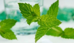 Lá bạc hà và những lợi ích tuyệt vời đối với sức khỏe
