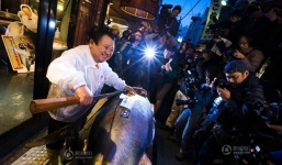 Vì sao đại gia trả 40 tỉ cho 1 con cá ngừ 222 kg?