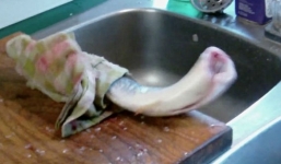 Clip: Kinh ngạc con cá bị cắt đầu vẫn ‘tấn công’ được bà nội trợ