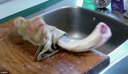 Con cá vẫn quẫy đạp dù bị chặt đầu từ hơn nửa giờ trước