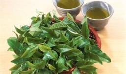 Tác dụng vàng của lá chè xanh