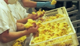 'Ngắm' phao câu gà kiếm 'khủng' 1,3 tỷ đổng/năm