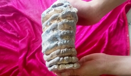 Phát hiện hàm răng 'khủng' hóa thạch ở Quảng Nam