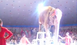 Voi 'hỏi thăm' bạn bị trượt ngã