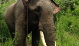 Voi đực bị khống chế, cưa trộm ngà ở Buôn Đôn