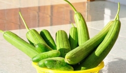 Mướp hương và công dụng trị nám, tàn nhang, làm đẹp da hiệu quả