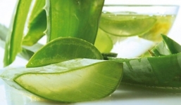 Nha đam và những công dụng bất ngờ 