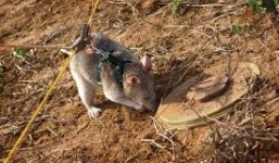 Cận cảnh chuột khổng lồ làm nhiệm vụ dò mìn ở Châu Phi