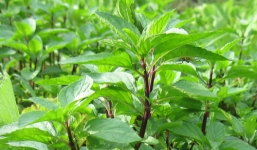 Tác dụng chữa bệnh bất ngờ từ cây húng quế