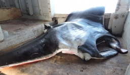 Ngư dân Quảng Ngãi bắt được cá đuối 'khủng' nặng nửa tấn