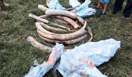 Tìm ra danh tính tài xế đi xe Camry biển số giả chở đầy ngà voi lậu