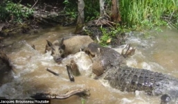 Video: Lợn rừng chết thảm dưới hàm cá sấu vì bị du khách dụ dỗ