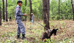 Video: Chó nghiệp vụ rà phá bom mìn ở Quảng Trị