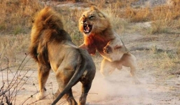 Cận cảnh trận đại chiến khốc liệt chiếm bầy của sư tử trưởng thành