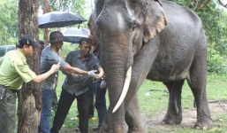 Vụ voi bị cưa trộm ngà ở Buôn Đôn: Phải cắt bỏ ngà để cứu tính mạng
