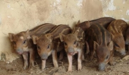 Buôn hành, chăn lợn kiếm tiền tỉ mỗi năm
