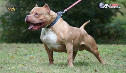 Kinh hãi cảnh chó Pitbull “cắn xé” đồng loại đến chết