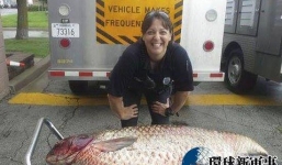 Bất ngờ bắt được cá chép khổng lồ trong rãnh nước thải