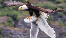 Xúc động chim hải âu đuổi theo quyết chiến đại bàng để cứu bạn