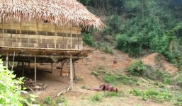 Nghi phạm vụ thảm sát ở Nghệ An có quan hệ tình cảm với nạn nhân?