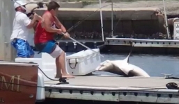 Chàng trai dũng cảm chiến đấu với cá mập ngay trên bến tàu